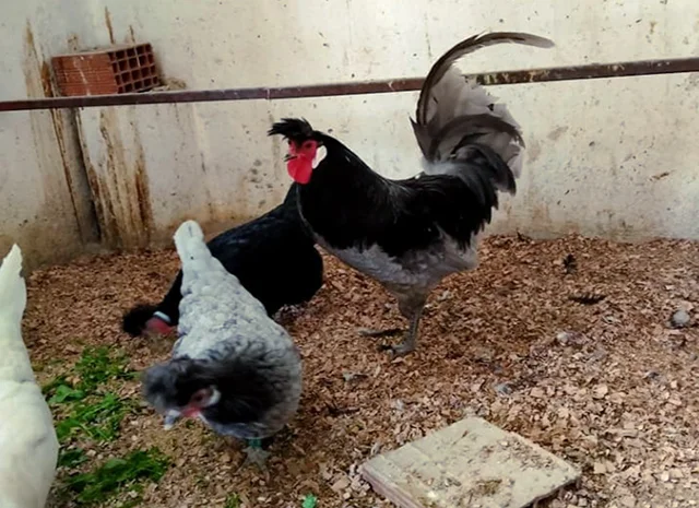 Інкубаційне яйце. Курчата- фото № 3