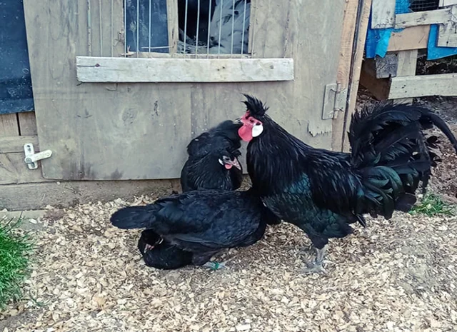 Інкубаційне яйце. Курчата- фото № 4