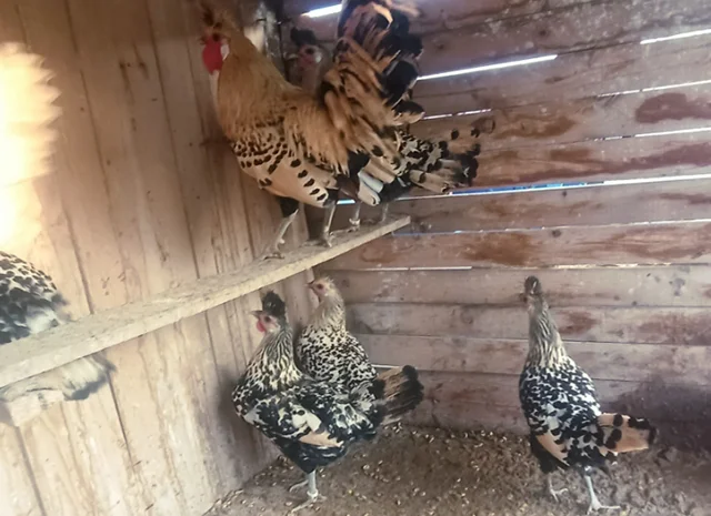 Інкубаційне яйце. Курчата- фото № 5