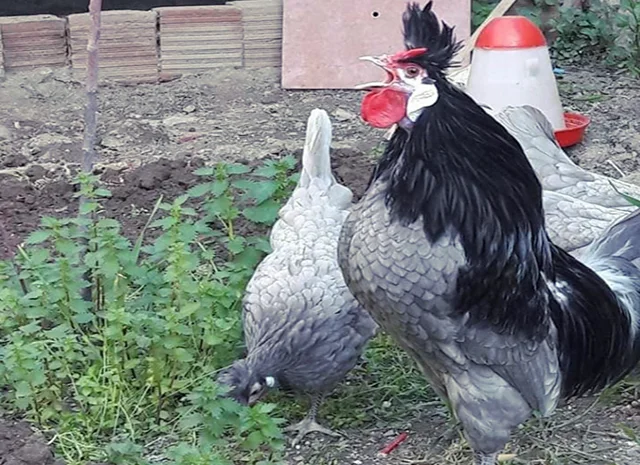 Інкубаційне яйце. Курчата- фото № 6