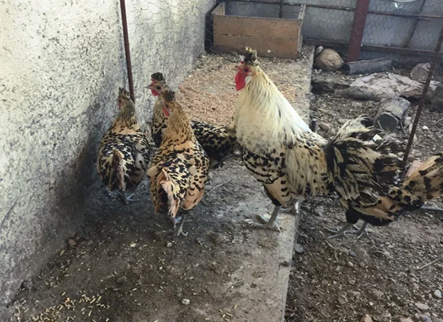 Інкубаційне яйце. Курчата- фото № 7