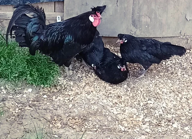 Інкубаційне яйце. Курчата- фото № 8