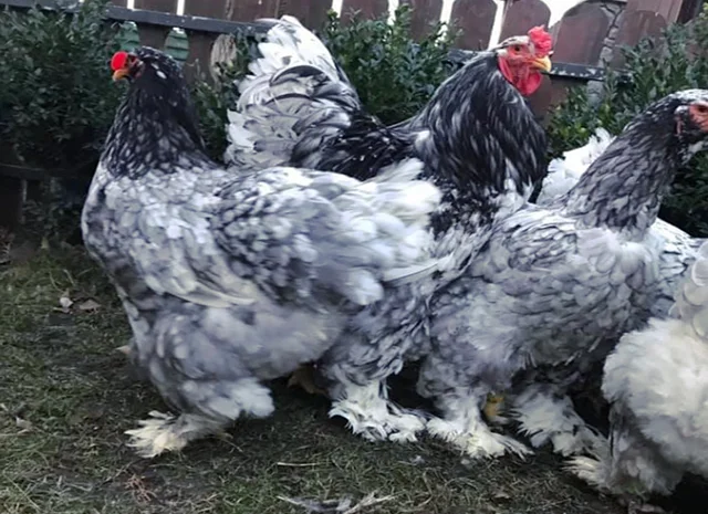 Інкубаційне яйце. Курчата- фото № 1