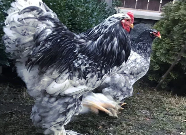 Інкубаційне яйце. Курчата- фото № 2