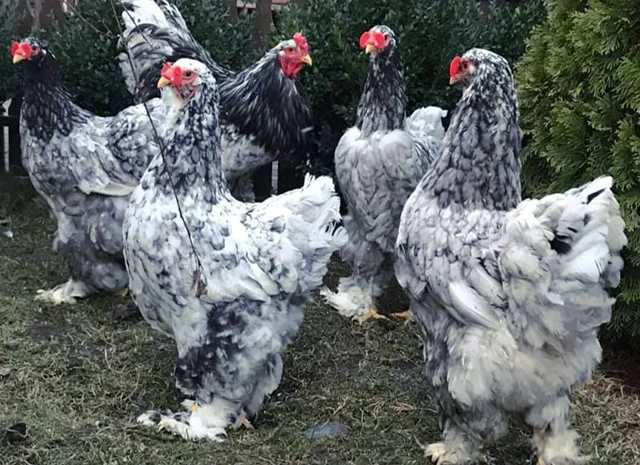 Інкубаційне яйце. Курчата- фото № 3