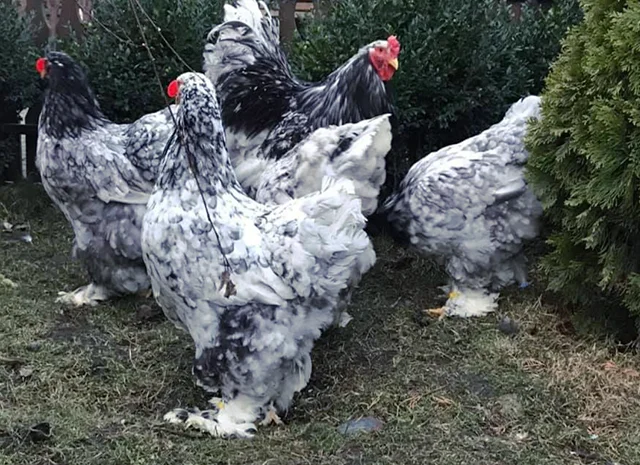 Інкубаційне яйце. Курчата- фото № 4