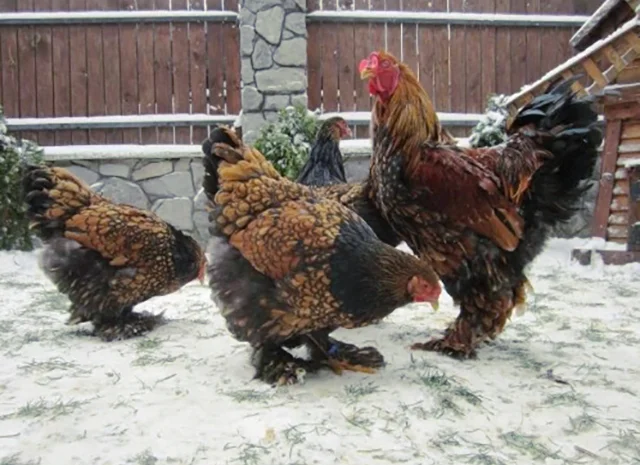 Інкубаційне яйце. Курчата- фото № 5