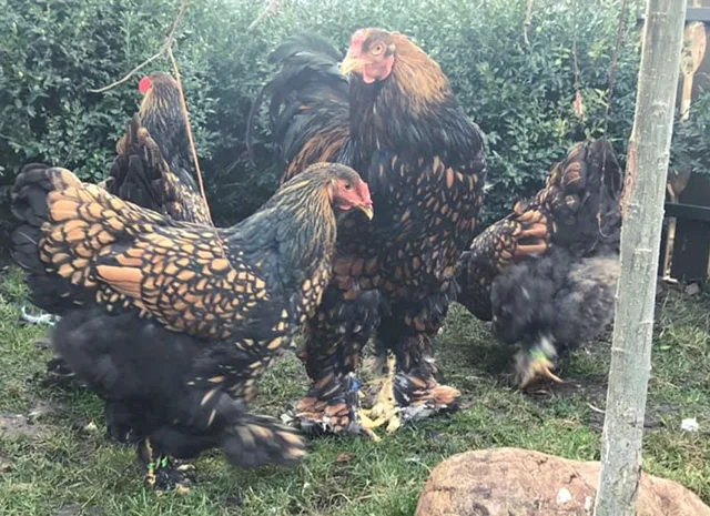 Інкубаційне яйце. Курчата- фото № 6