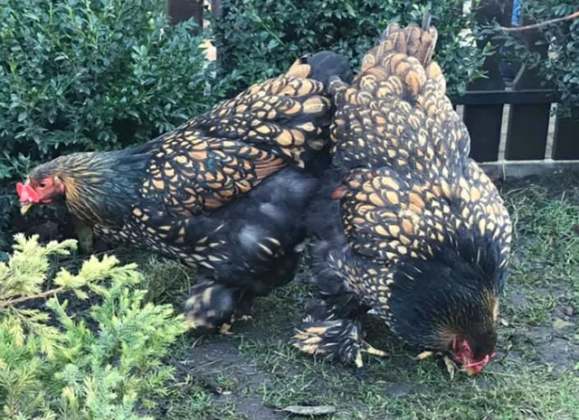 Інкубаційне яйце. Курчата- фото № 7