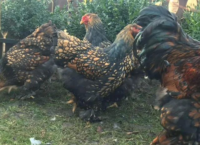 Інкубаційне яйце. Курчата- фото № 8