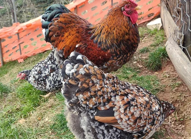 Інкубаційне яйце. Курчата- фото № 1