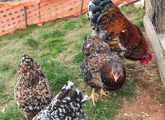 Інкубаційне яйце. Курчата- фото № 2