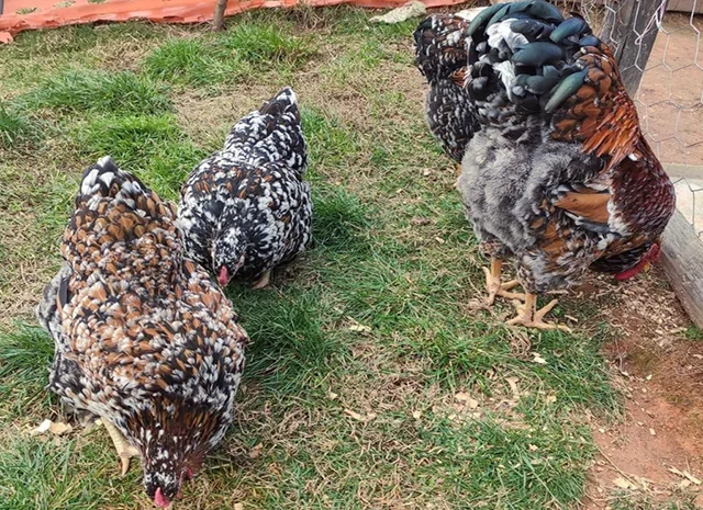 Інкубаційне яйце. Курчата- фото № 3