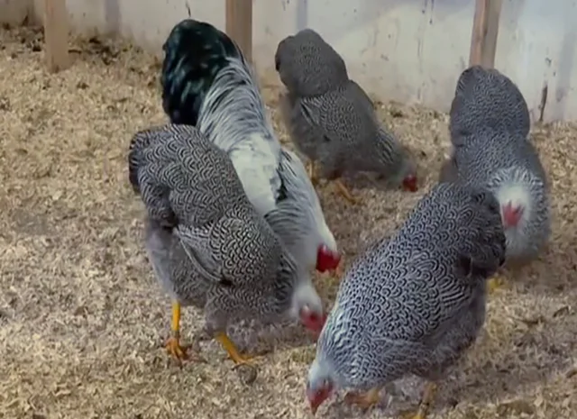 Інкубаційне яйце. Курчата- фото № 4