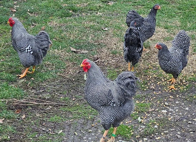 Інкубаційне яйце. Курчата- фото № 5