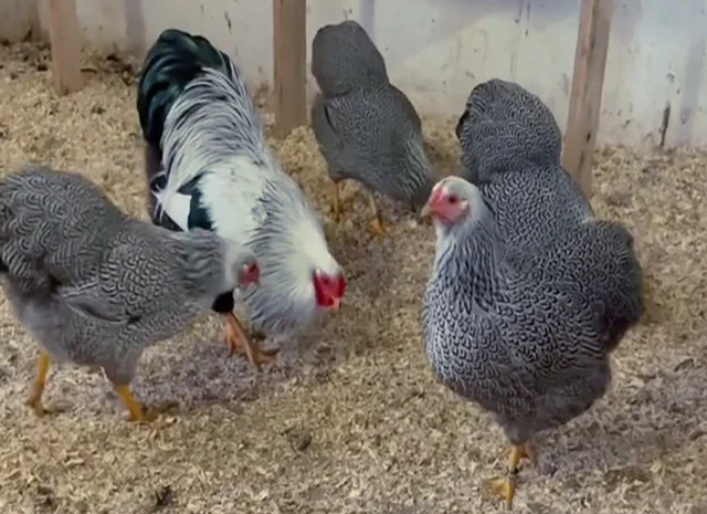 Інкубаційне яйце. Курчата- фото № 6