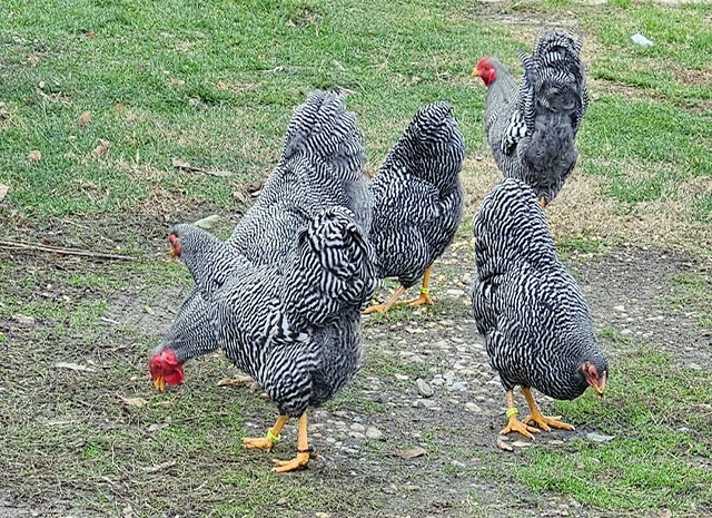 Інкубаційне яйце. Курчата- фото № 7