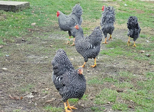 Інкубаційне яйце. Курчата- фото № 8