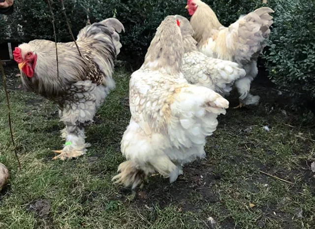 Інкубаційне яйце. Курчата- фото № 1