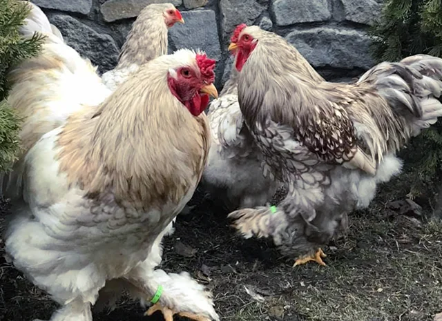 Інкубаційне яйце. Курчата- фото № 2