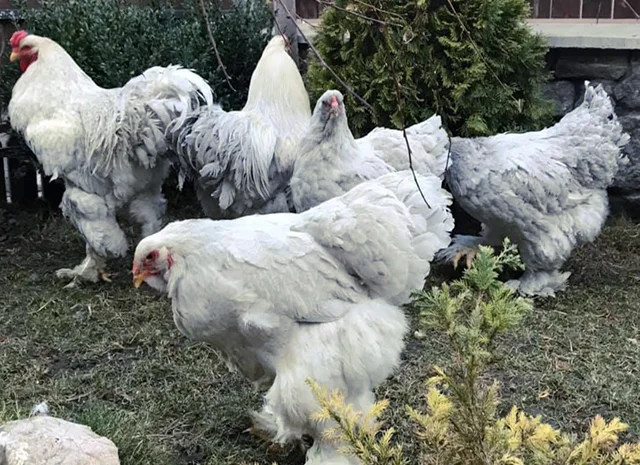 Інкубаційне яйце. Курчата- фото № 3