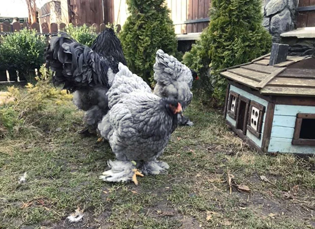 Інкубаційне яйце. Курчата- фото № 4