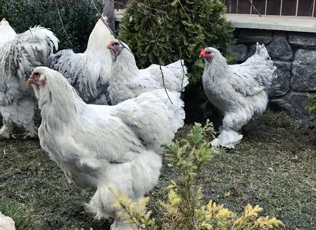 Інкубаційне яйце. Курчата- фото № 5