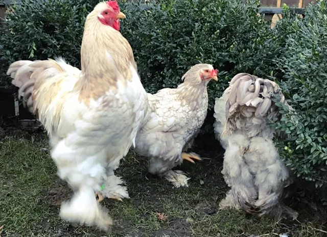 Інкубаційне яйце. Курчата- фото № 6