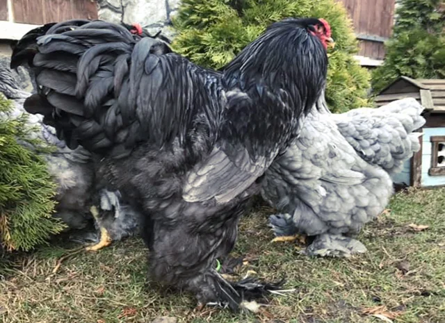 Інкубаційне яйце. Курчата- фото № 7