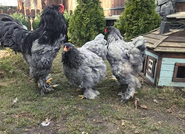 Інкубаційне яйце. Курчата- фото № 8