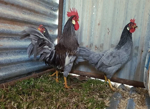 Інкубаційне яйце. Курчата- фото № 1