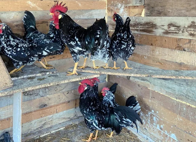 Інкубаційне яйце. Курчата- фото № 2