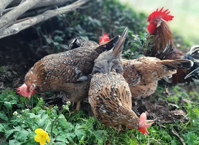 Інкубаційне яйце. Курчата- фото № 3