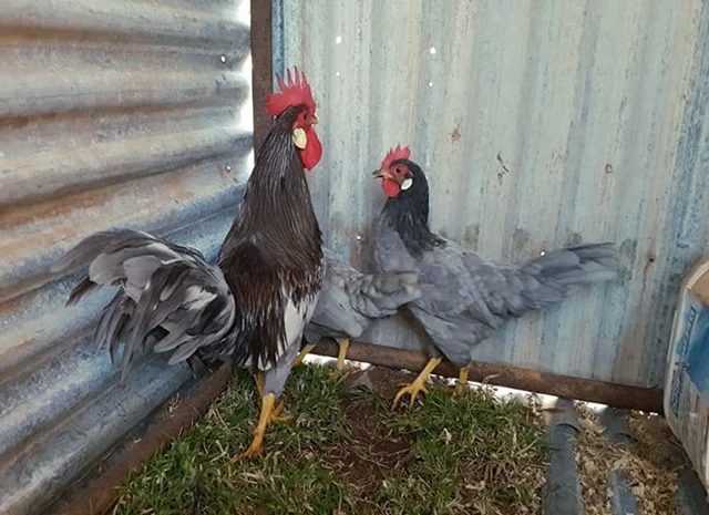 Інкубаційне яйце. Курчата- фото № 4