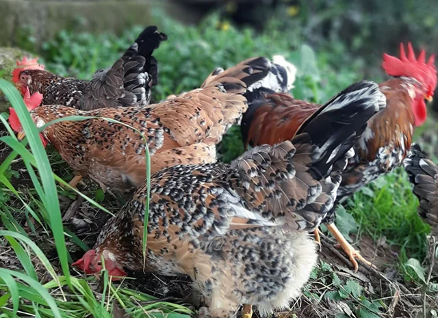 Інкубаційне яйце. Курчата- фото № 5