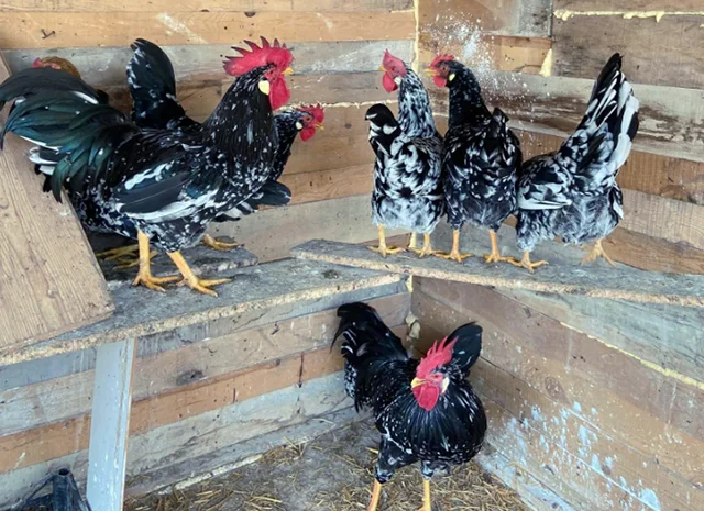 Інкубаційне яйце. Курчата- фото № 6