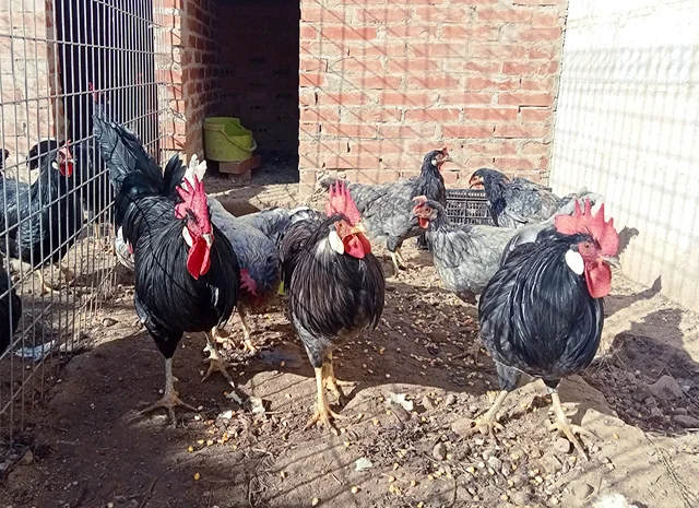 Інкубаційне яйце. Курчата- фото № 7