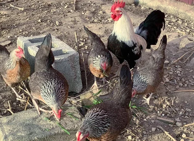 Інкубаційне яйце. Курчата- фото № 1