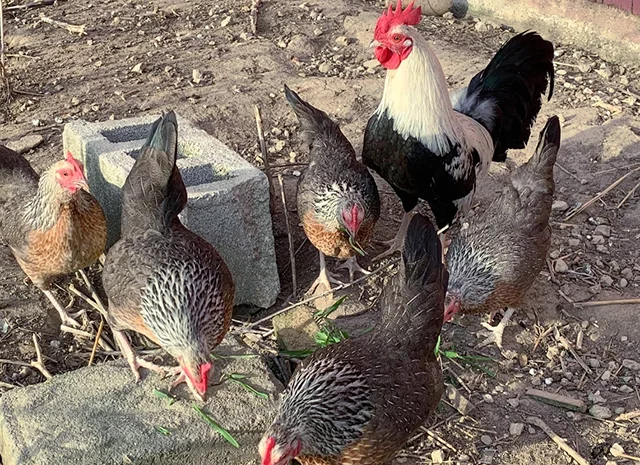 Інкубаційне яйце. Курчата- фото № 2