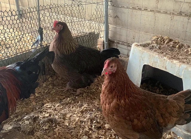 Інкубаційне яйце. Курчата- фото № 4