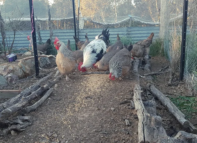 Інкубаційне яйце. Курчата- фото № 5