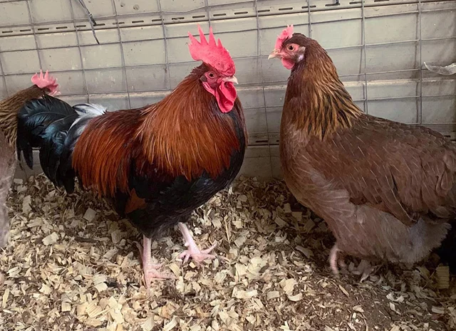 Інкубаційне яйце. Курчата- фото № 6