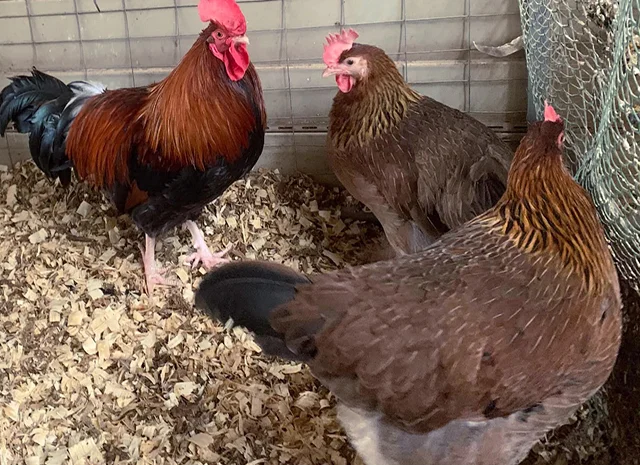 Інкубаційне яйце. Курчата- фото № 7