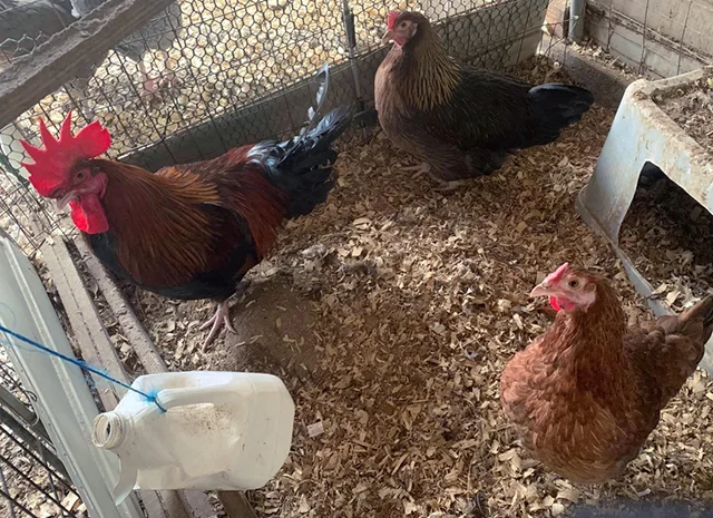 Інкубаційне яйце. Курчата- фото № 8