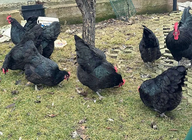 Інкубаційне яйце. Курчата- фото № 2