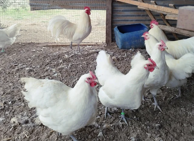 Інкубаційне яйце. Курчата- фото № 3