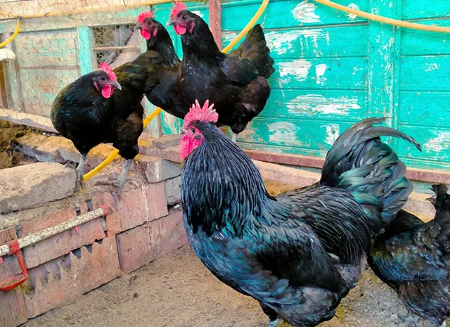 Інкубаційне яйце. Курчата- фото № 4