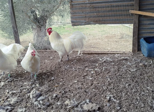 Інкубаційне яйце. Курчата- фото № 5