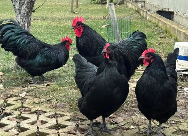 Інкубаційне яйце. Курчата- фото № 6