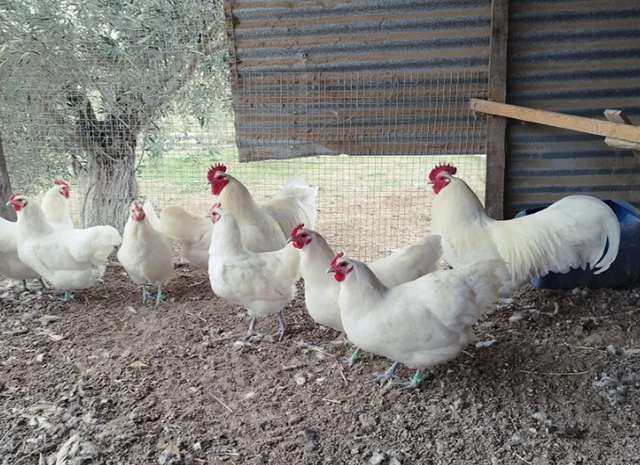 Інкубаційне яйце. Курчата- фото № 7